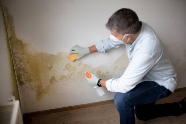 Sudden Valley, WA Mold Removal Company