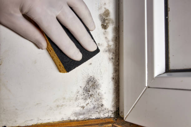 Best Mold Damage Restoration  in Sudden Valley, WA